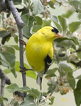 American Goldfinch 5803